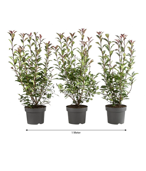 1 Meter Purpur-Glanzmispel 'Carre Rouge', 3 X Ca. 60 Cm 3 1 Meter Purpur-Glanzmispel 'Carre Rouge', 3 X Ca. 60 Cm