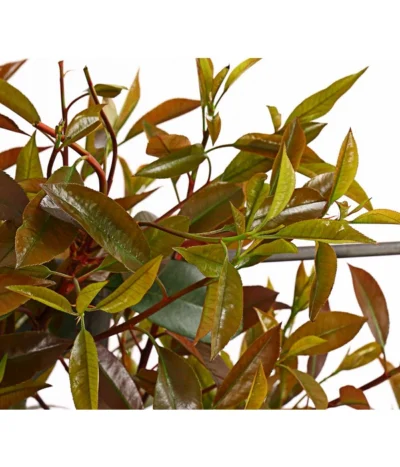 Purpur-Glanzmispel 'Red Robin', Ca. 150-160 Cm 7 Purpur-Glanzmispel 'Red Robin', Ca. 150-160 Cm -Haus Pflanzen Welt 7305311 WE DE 001 PhotiniaGlanzmispelRedRobin50LSpalierDehnerExpressHerzig