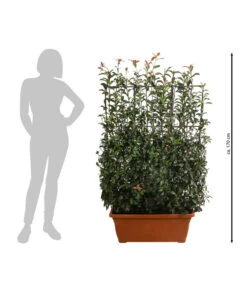 Purpur-Glanzmispel 'Glanzkopf', Ca. 170 Cm 8 Purpur-Glanzmispel 'Glanzkopf', Ca. 170 Cm -Haus Pflanzen Welt 7305329 WE BG 002 PurpurGlanzmispelGlanzkopf170