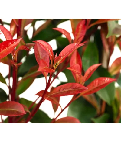 Purpur-Glanzmispel 'Glanzkopf', Ca. 170 Cm -Haus Pflanzen Welt 7305329 WE DE 002 PhotinaXfraseriPupurGlazmispel