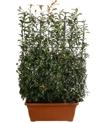 Purpur-Glanzmispel 'Glanzkopf', Ca. 170 Cm