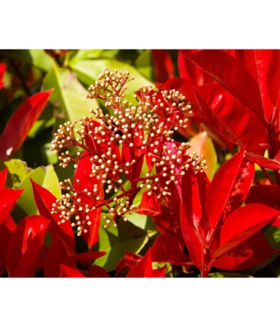 Purpur-Glanzmispel 'Glanzkopf' -Haus Pflanzen Welt 7305345 WE MO 003 PhotiniaGlanzmispelGlanzkopf Pixabay