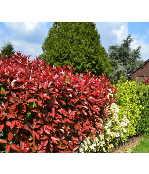 Purpur-Glanzmispel 'Red Robin' 4 Purpur-Glanzmispel 'Red Robin' – Bild 2