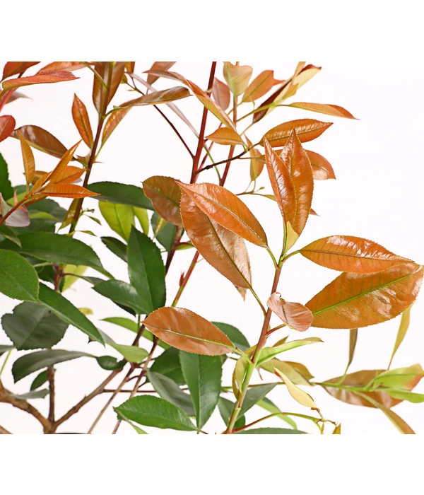 Purpur-Glanzmispel 'Red Robin' 5 Purpur-Glanzmispel 'Red Robin' – Bild 3