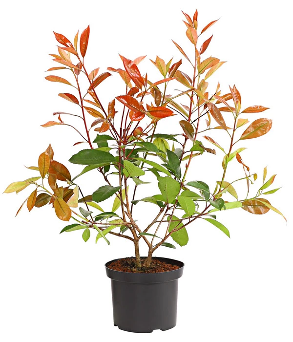 Purpur-Glanzmispel 'Red Robin' 3 Purpur-Glanzmispel 'Red Robin'