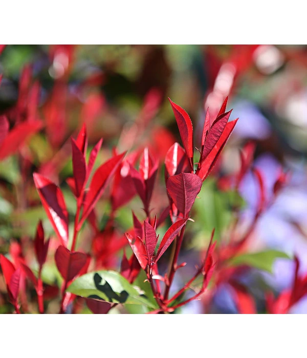 Purpur-Glanzmispel 'Red Robin' 6 Purpur-Glanzmispel 'Red Robin' – Bild 4