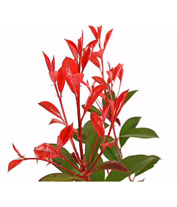 Purpur-Glanzmispel 'Glanzkopf' 5 Purpur-Glanzmispel 'Glanzkopf' – Bild 3