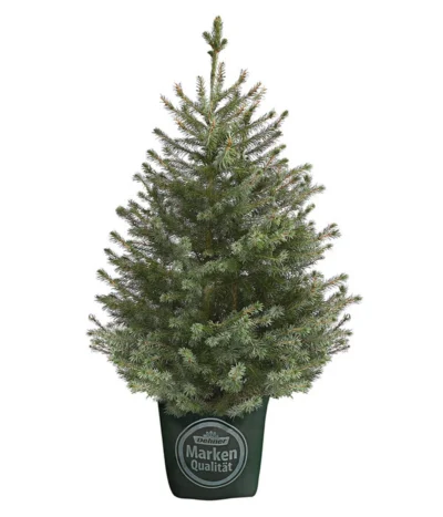 Serbische Fichte, Ca. 70-80 Cm, Im Topf Gewachsen