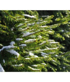 Serbische Fichte, Ca. 70-80 Cm, Im Topf Gewachsen -Haus Pflanzen Welt 7315864 WE MO 001 PiceaOmorika Pixabay