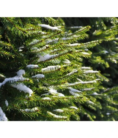 Serbische Fichte, Ca. 70-80 Cm, Im Topf Gewachsen -Haus Pflanzen Welt 7315864 WE MO 001 PiceaOmorika Pixabay