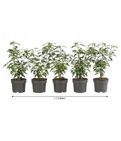 1-1,5 Meter Portugiesischer Kirschlorbeer 'Angustifolia', 5 X Ca. 30-35 Cm