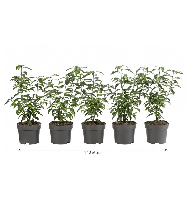 1-1,5 Meter Portugiesischer Kirschlorbeer 'Angustifolia', 5 X Ca. 30-35 Cm 3 1-1,5 Meter Portugiesischer Kirschlorbeer 'Angustifolia', 5 X Ca. 30-35 Cm