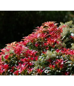 Dehner Schattenglöckchen, Japanische Lavendelheide 'Forest Flame' 5 Dehner Schattenglöckchen, Japanische Lavendelheide 'Forest Flame' -Haus Pflanzen Welt 7322399 BildD 001 SchattengloeckchenPierisJapForestFlame