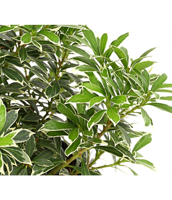 Dehner Schattenglöckchen, Japanische Lavendelheide 'Little Heath' 3 Dehner Schattenglöckchen, Japanische Lavendelheide 'Little Heath'