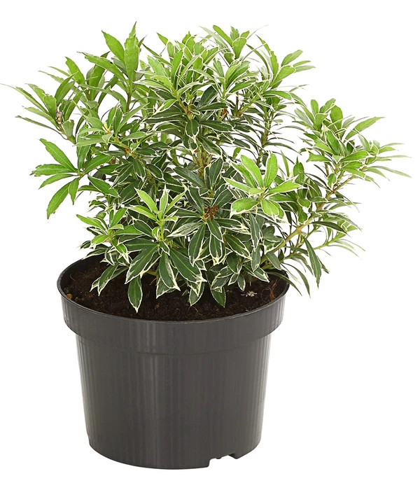 Dehner Schattenglöckchen, Japanische Lavendelheide 'Little Heath' 4 Dehner Schattenglöckchen, Japanische Lavendelheide 'Little Heath' – Bild 2