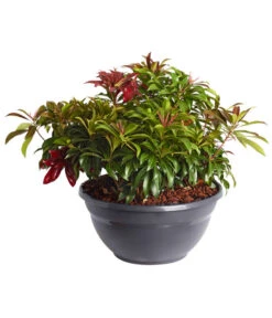 Schattenglöckchen - Japanische Lavendelheide, Schale