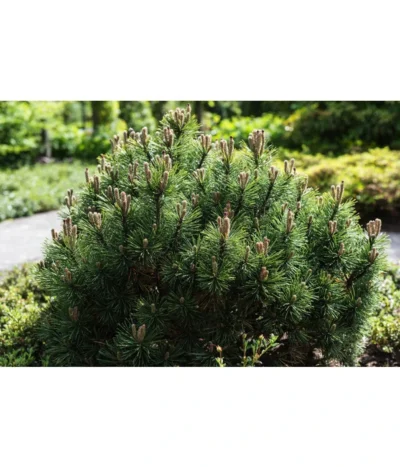 Kriech-Kiefer 'Pumilio', Schale -Haus Pflanzen Welt 7334469 PR MO 001 PinusMugoPumilio