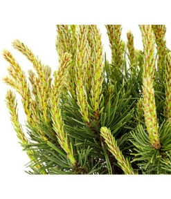 Kriech-Kiefer 'Pumilio', Schale -Haus Pflanzen Welt 7334659 WE DE 001 PinusMugoPumilioKieferSchaleDehnerExpressHerzig