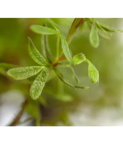 Fingerstrauch -Haus Pflanzen Welt 7353790 WE DE 001 FingerstrauchPotentillaFruticosaRedAceDehnerExpressZS