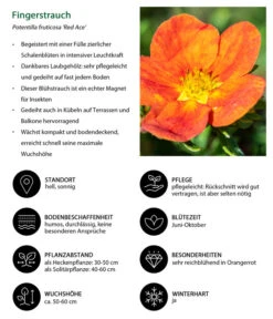 Fingerstrauch -Haus Pflanzen Welt 7353790 WE IG 001 Fingerstrauch