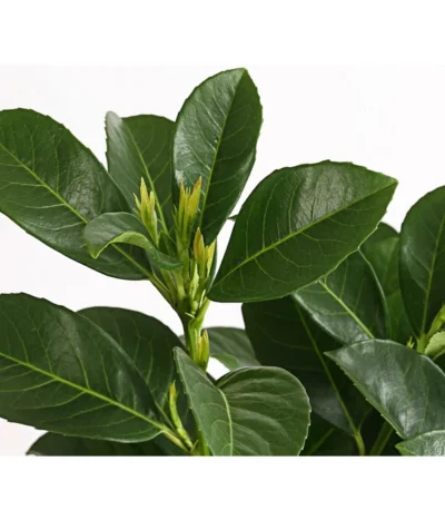 Kirschlorbeer 'Etna' -Haus Pflanzen Welt 7358484 WE DE 001 PrunusLaurocerasusEtnaKirschlorbeer5LDehnerExpressHerzig