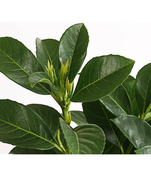 Kirschlorbeer 'Etna' 6 Kirschlorbeer 'Etna' – Bild 4