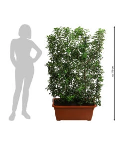 Portugiesischer Kirschlorbeer 'Brenelia', Ca. 170 Cm -Haus Pflanzen Welt 7358534 WE BG 002 PortugiesischerKirschlorbeerBrenelia170