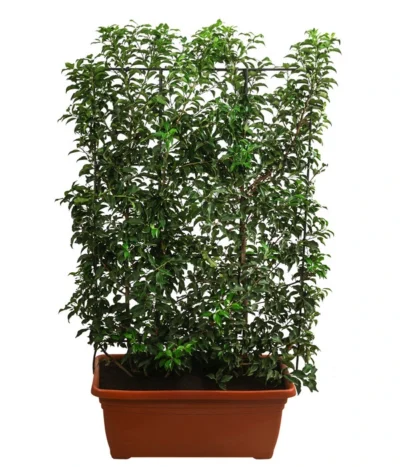 Portugiesischer Kirschlorbeer 'Brenelia', Ca. 170 Cm