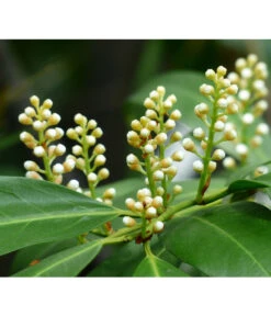 Kirschlorbeer 'Novita' -Haus Pflanzen Welt 7359706 PR DE 001 KirschlorbeerEtnaPrunLaurEtna