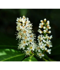 Kirschlorbeer 'Etna' 7 Kirschlorbeer 'Etna' -Haus Pflanzen Welt 7359706 WE DE 003 KirschlorbeerEtnaPrunLaurEtna Pixabay