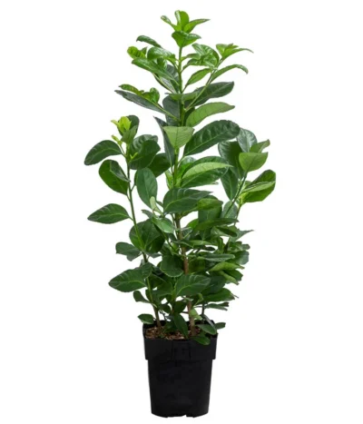 Kirschlorbeer 'Etna'
