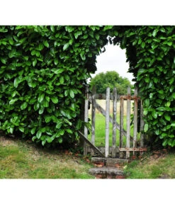 Kirschlorbeer 'Etna' 8 Kirschlorbeer 'Etna' -Haus Pflanzen Welt 7359706 WE MO 001 KirschlorbeerPrunusLaurocerasusPixabay