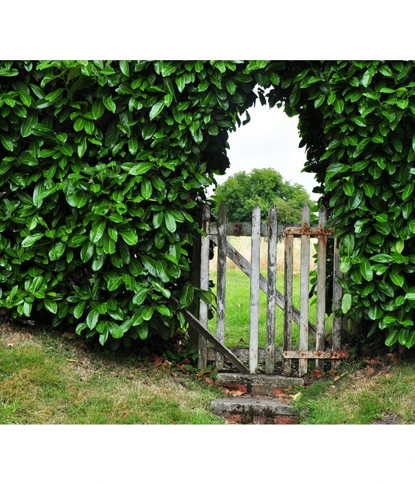 Kirschlorbeer 'Etna' 5 Kirschlorbeer 'Etna' – Bild 3