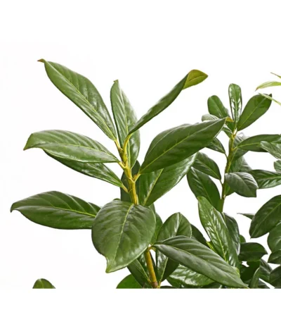 Kirschlorbeer 'Novita' -Haus Pflanzen Welt 7360068 PR DE 001 PrunusKirschlorbeerNovita12LDehnerExpressHerzig