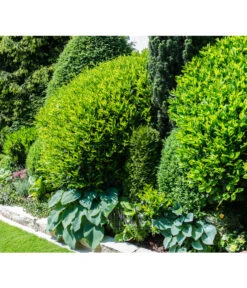 Kirschlorbeer 'Novita' -Haus Pflanzen Welt 7360068 WE MO 001 KirschlorbeerPrunusLaurocerasusPixabay