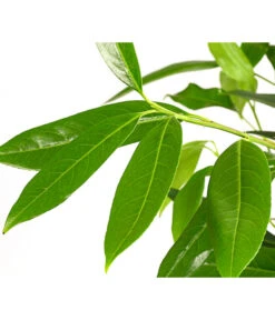 Kirschlorbeer 'Herbergii' 5 Kirschlorbeer 'Herbergii' -Haus Pflanzen Welt 7360316 WE DE 001 PrunusHerbergiiKirschlorbeer