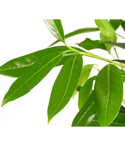 Kirschlorbeer 'Herbergii' -Haus Pflanzen Welt 7360316 WE DE 001 PrunusHerbergiiKirschlorbeer