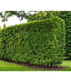 Kirschlorbeer 'Novita' -Haus Pflanzen Welt 7360530 WE MO 002 Luckner Hecke PrunusNovita