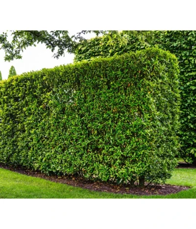 Kirschlorbeer 'Novita' -Haus Pflanzen Welt 7360530 WE MO 002 Luckner Hecke PrunusNovita