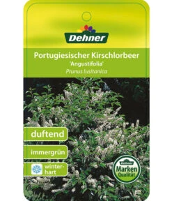 Portugiesischer Kirschlorbeer 'Angustifolia' -Haus Pflanzen Welt 7362833 PortugiesischerKirschlorbeerAngustifolia Etikett 1