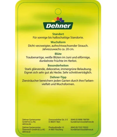 Portugiesischer Kirschlorbeer 'Angustifolia' -Haus Pflanzen Welt 7362833 PortugiesischerKirschlorbeerAngustifolia Etikett 2