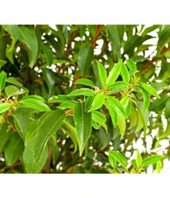 Portugiesischer Kirschlorbeer 'Angustifolia' -Haus Pflanzen Welt 7362833 WE DE 001 PrunusLusitanicaAngustKirschlorbeer12LDehnerExpressHerzig