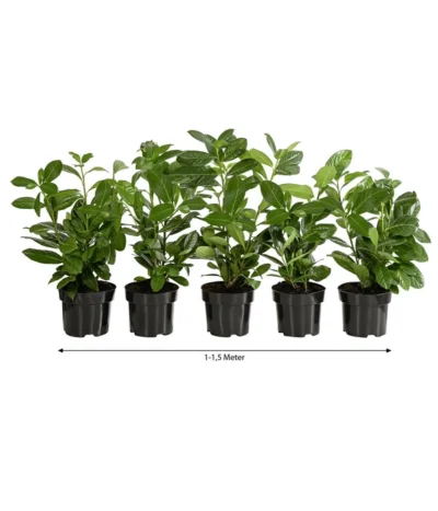 1-1,5 Meter Kirschlorbeer 'Novita', 5 X Ca. 40-50 Cm