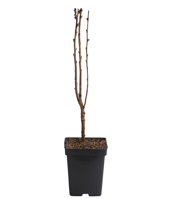 Japanische Blütenkirsche 'Amanogawa' 4 Japanische Blütenkirsche 'Amanogawa' – Bild 2