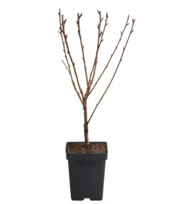 Nelken-Kirsche 'Kanzan' 6 Nelken-Kirsche 'Kanzan' -Haus Pflanzen Welt 7365885 WE FS 001 PrunusSerrulataKanzanJapanischeNelkenkirsche5l