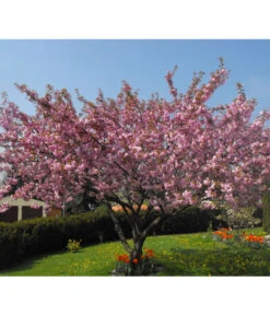 Nelken-Kirsche 'Kanzan' 7 Nelken-Kirsche 'Kanzan' -Haus Pflanzen Welt 7366404 PR MO 001 PrunusKanzanPixabay