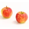 Herbstapfel 'Elstar' -Haus Pflanzen Welt 7369164 WE DE 005 ApfelElstarDehnerExpressHerzig