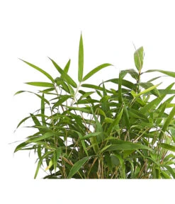 Japanischer Pfeilbambus 5 Japanischer Pfeilbambus -Haus Pflanzen Welt 7373400 PR DE 001 BambusPseudosasaJaponica10LDehnerExpressHerzig