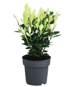 Japanischer Spindelstrauch 'Extravaganza'