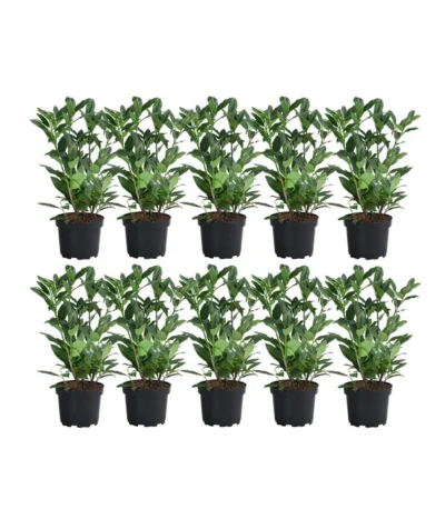 2-3 Meter Kirschlorbeer 'Herbergii', 10 X Ca. 60-70 Cm